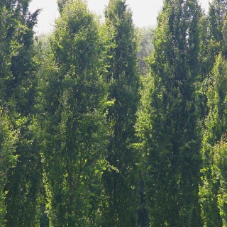 Mature Fagus sylvatica Dawyck grouped together