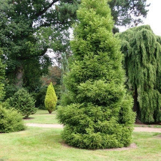 mature Cryptomeria japonica Elegans