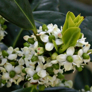 The small white flower of Ilex aquifolium J C Van Tol