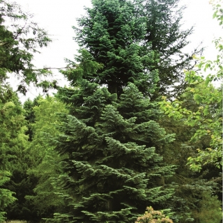 Mature Abies nordmanniana