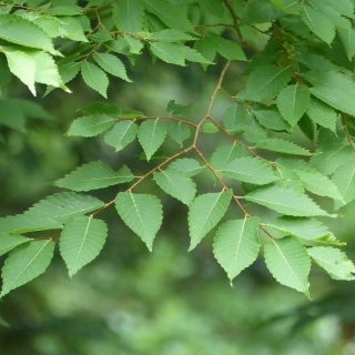 The foliage of Zelkova serata