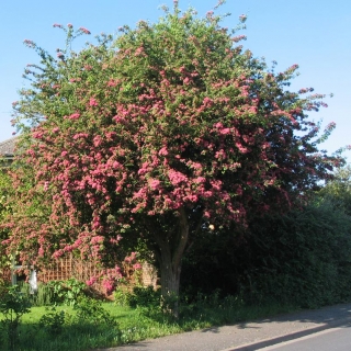 mature Crataegus laevigata Pauls Scarlet