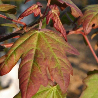 new foliage of Acer campestre Louisa Red Shine