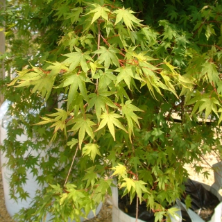 Acer palmatum Osakazuki multi-stem leaf