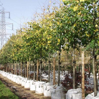 Tilia x euchlora in a row on Barcham Trees nursery