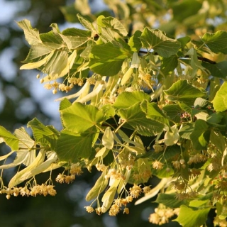 Tilia x europaea foliage