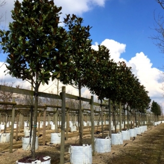 Magnolia grandiflora Gallissonniere at barcham trees