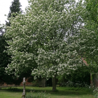 Mature Sorbus torminalis in flower