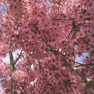 The beautiful pink flowers of Prunus hillieri Spire