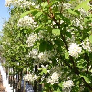 the flowers of Prunus padus