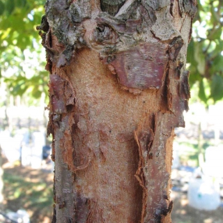 the peeling bark of Cornus mas