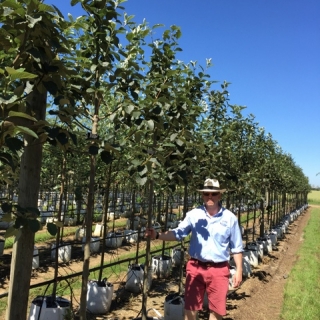 Sorbus incana at barcham trees