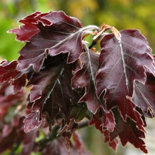 The red/purple foliage of  Medium Rohani Beech, Oakleaf Beech, Rohan European Saw-toothed Beech, Fern Leaved Copper Beech  Fagus sylvatica Rohanii