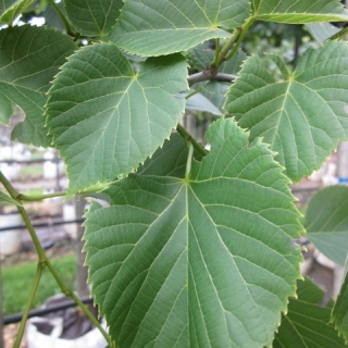 the foliage of Tilia americana American Sentry