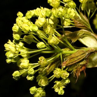 The flowers of  Medium Emerald Queen Norway Maple from this batch  Acer platanoides Emerald Queen