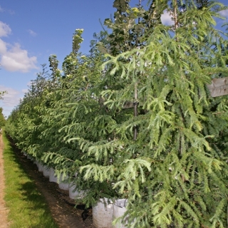 a row of Larix  x eurolepis at barcham trees