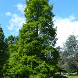 Mature Taxodium distichum in summer