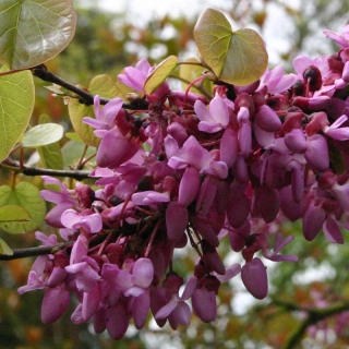 The pink pea like flower of Cercis siliquastrum