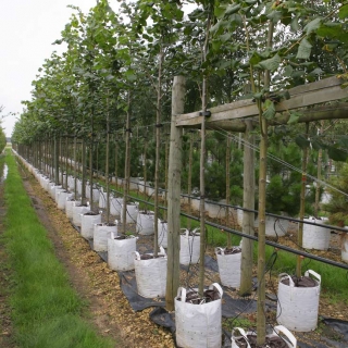 Row of Tilia platyphyllos on Barcham nursery