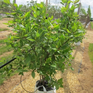 Cornus alba Sibirica