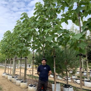 Paulownia tomentosa