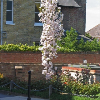 Mature Prunus Amanogawa in flower