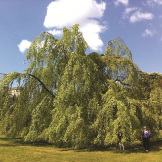 A mature Fagus sylvatica Pendula