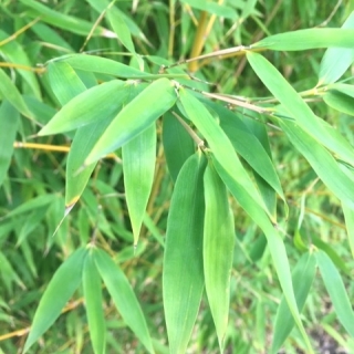 close up of thr foliage of Phyllostachys aurea Multi-stem