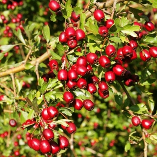 berries of Crataegus monogyna