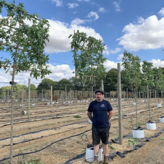 Liquidambar styraciflua Worplesdon (Pleached)