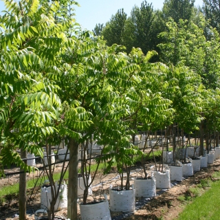 Rhus typhina in summer at barcham trees