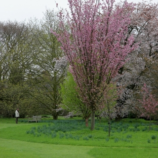 Mature Prunus sargentii Rancho