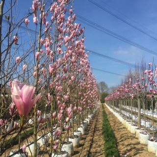 row of Magnolia Heaven Scent in flower on rhe barcham nursery