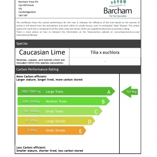 Tilia x euchlora Pleached