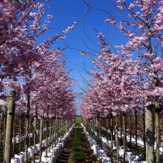 Prunus Accolade in flower