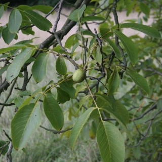 Juglans regia foliage