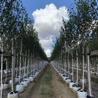 Betula utilis Jacquemontii Doorenbos