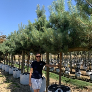 Pinus sylvestris clear stem