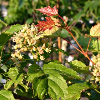 Acer ginnala flower