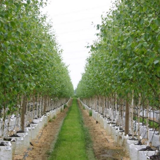 Betula utilis Jacquemontii