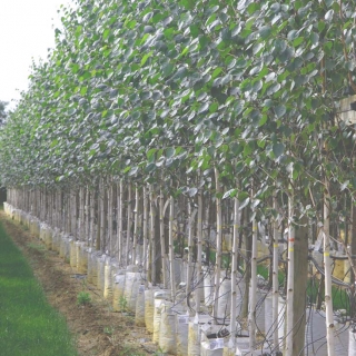 Betula utilis Jacquemontii at barcham trees