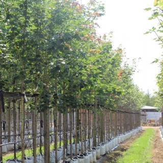 Acer cappadocicum Rubrum at barcham trees