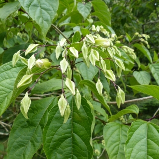 The leaves and fruit of Clerodendrum trichotomum