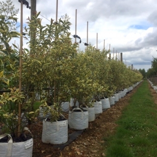 Ligustrum lucidum Variegata bush form at barcham trees