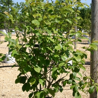 single specimen of Magnolia Star Wars multi-stem