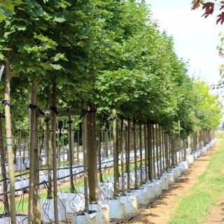 Acer platanoides Cleveland at barcham trees