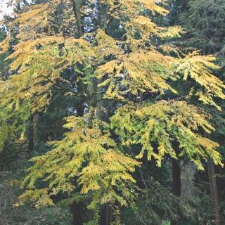 Mature Cercidiphyllum japonicum