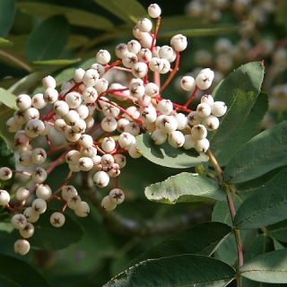 The white/pink berries of Sorbus hupehensis