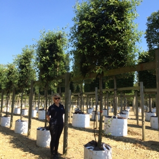 Quercus ilex Pleached