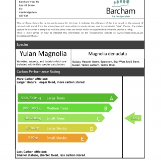 Magnolia Heaven Scent multi-stem